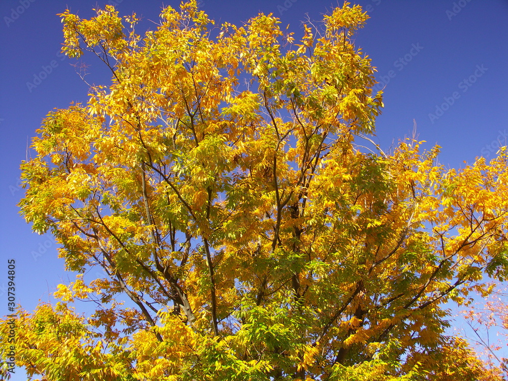 Fototapeta premium 黄葉の大木の欅と青空