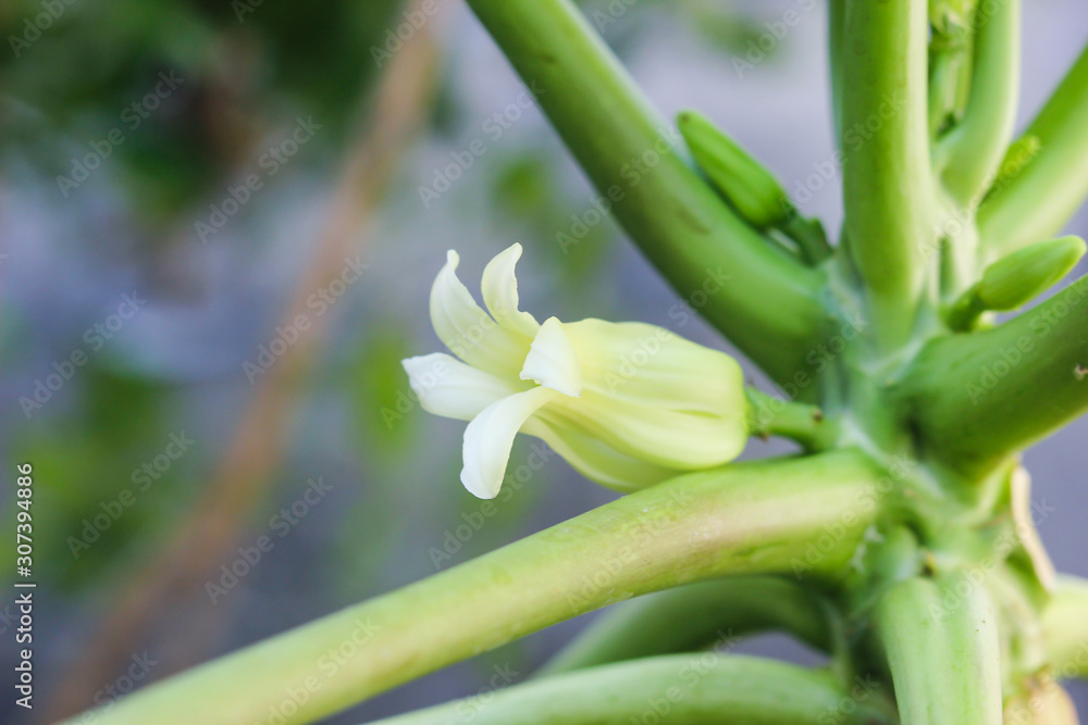 papaya flower is blooming on papaya tree papaya flower is blooming on papaya tree