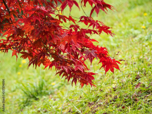 Beautiful autumn leaves in Japan