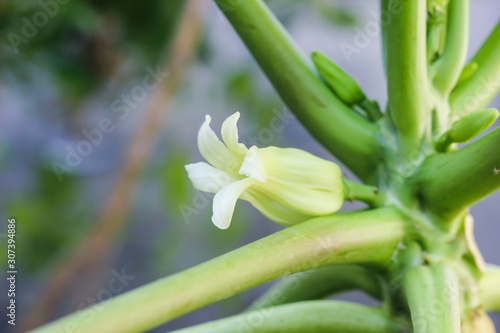 papaya flower is blooming on papaya tree