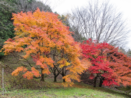 Beautiful autumn leaves in Japan