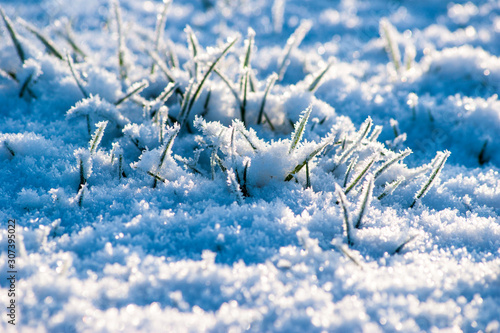 Green grass under the snow