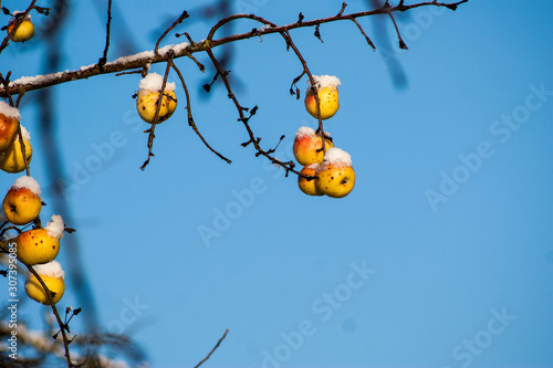 Frozen apples on the branch