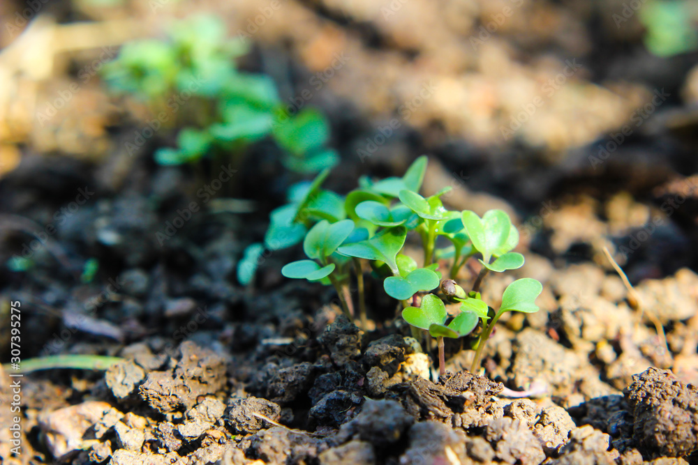 Chinese kale growing in soil. vegetable garden cultivation and separate the early growth. Chinese kale growing in soil. vegetable garden cultivation and separate the early growth.