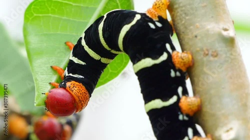 Red Head Caterpillar with stripes eating plant leaf in super slow motion. photo