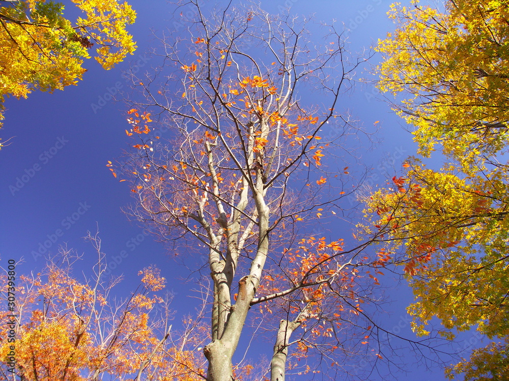 Fototapeta premium 晩秋の欅と青空