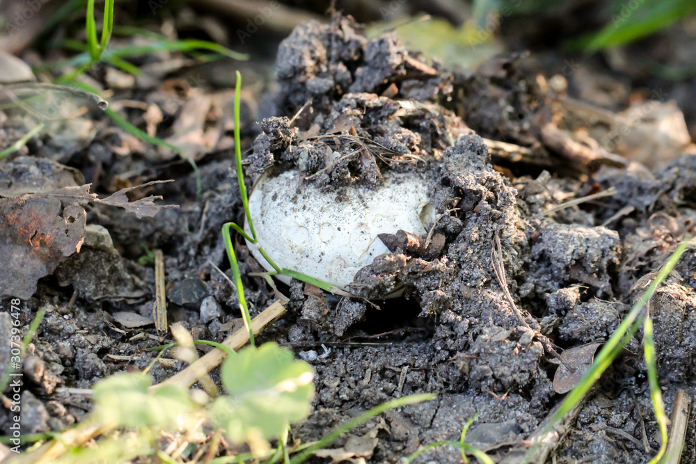 Pilz, Pilze bevölkern den Wald und erfüllen ihn mit Leben Pilz, Pilze bevölkern den Wald und erfüllen ihn mit Leben