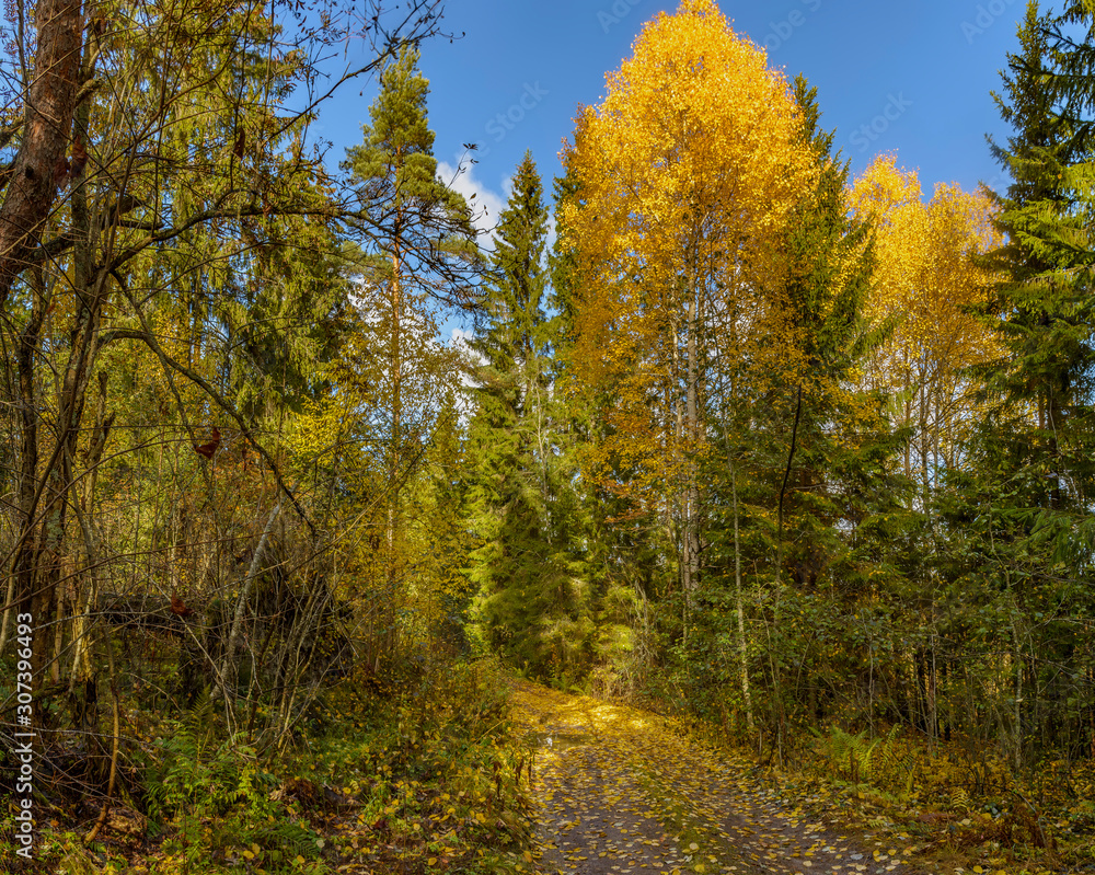 Autumn landscape in Karelia with road. Autumn landscape in Karelia with road.