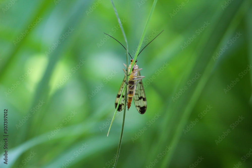 Macro einer Skorpionsfliege auf einem Grashalm Macro einer Skorpionsfliege auf einem Grashalm