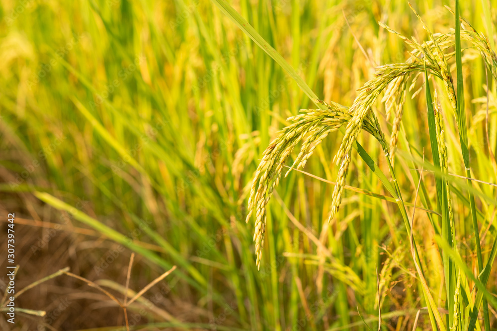 Rice in field conversion test at North Thailand,rice yellow color Rice in field conversion test at North Thailand,rice yellow color
