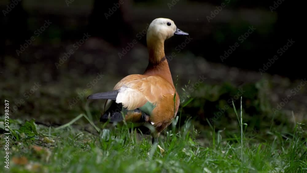 Male shel-duck on grass. Shelduck drake in nature. Male shel-duck on grass. Shelduck drake in nature.
