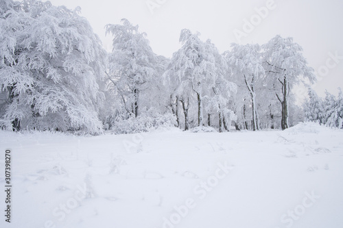 beeches in winter