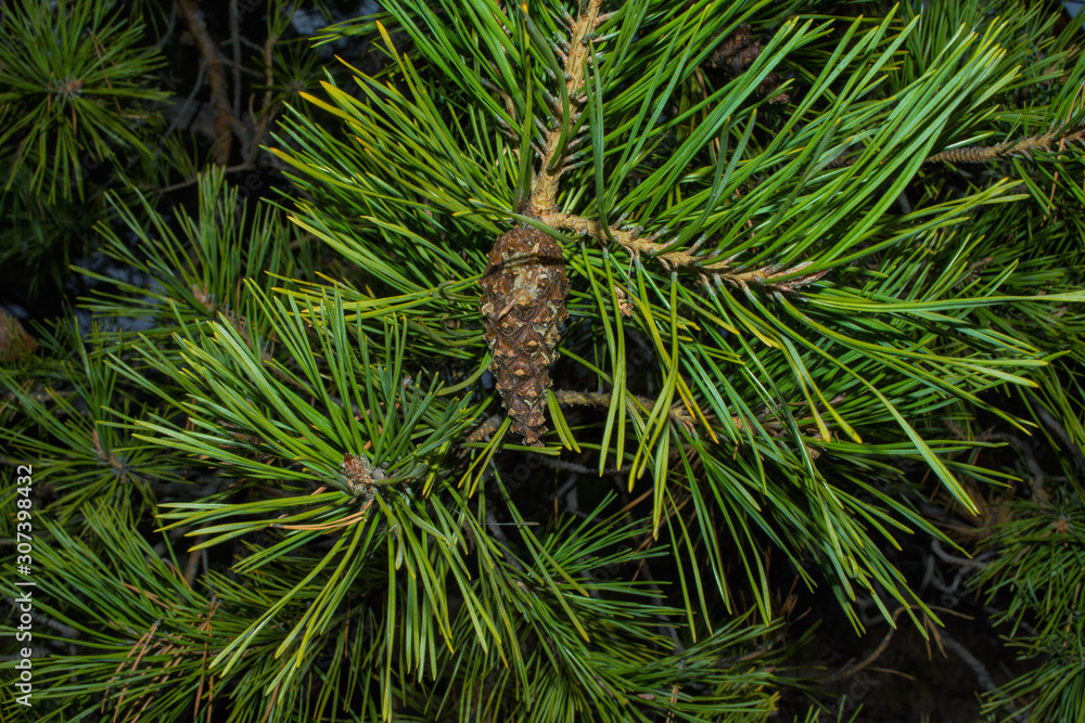 Pine cone on a branch. Young green closed pine cone on a pine tree in the wild nature in the forest. Pine cone close up. Soft selective focus. - obrazy, fototapety, plakaty 
