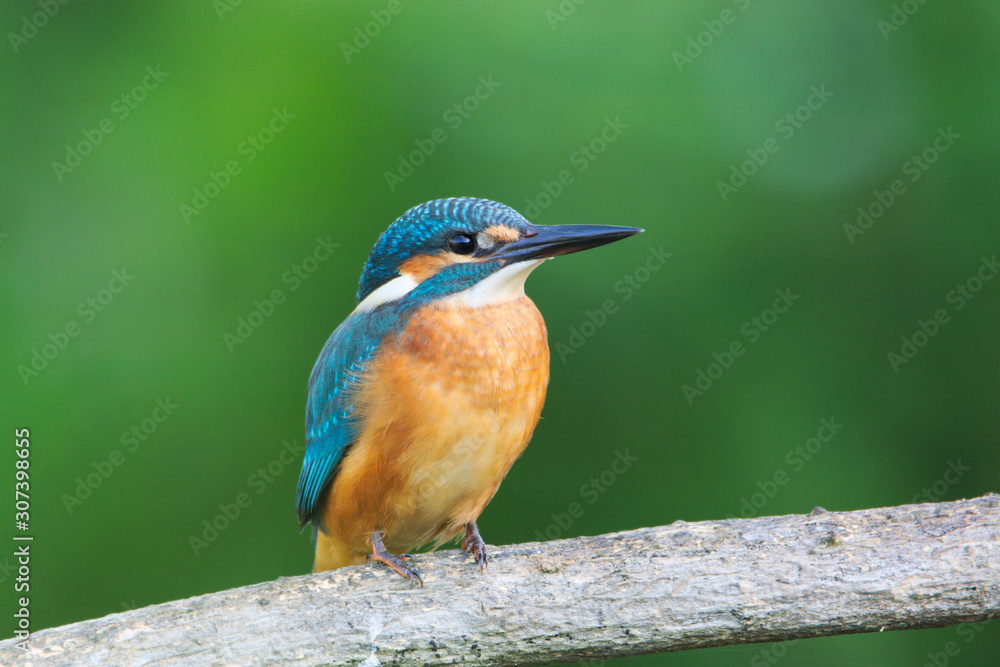 Kingfisher Kingfisher