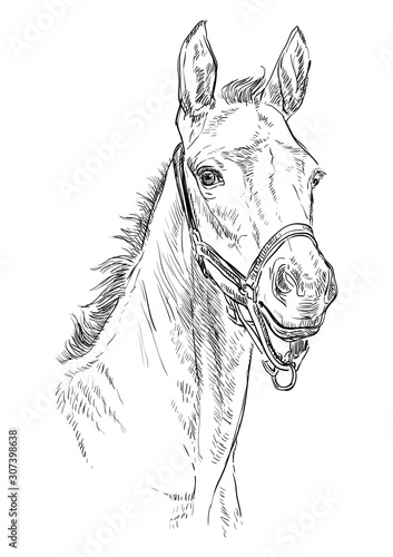 Horse portrait vector 24