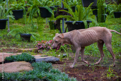 skinny dog in the garden, the dog is very hungry
baby goat in the zoo
Thai dog is very hungry
