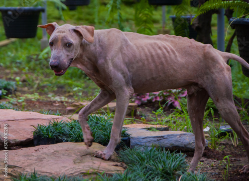 skinny dog in the garden, the dog is very hungry
baby goat in the zoo
Thai dog is very hungry

