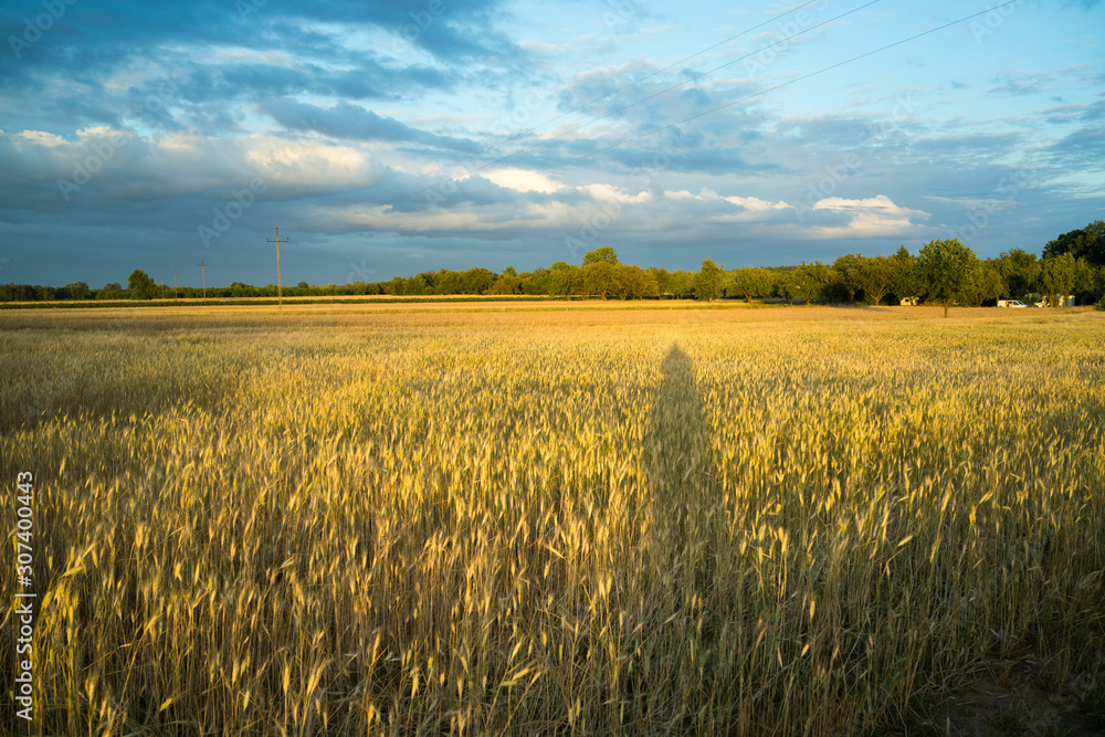 grain fields near Lipce Reymontowskie, Poland grain fields near Lipce Reymontowskie, Poland