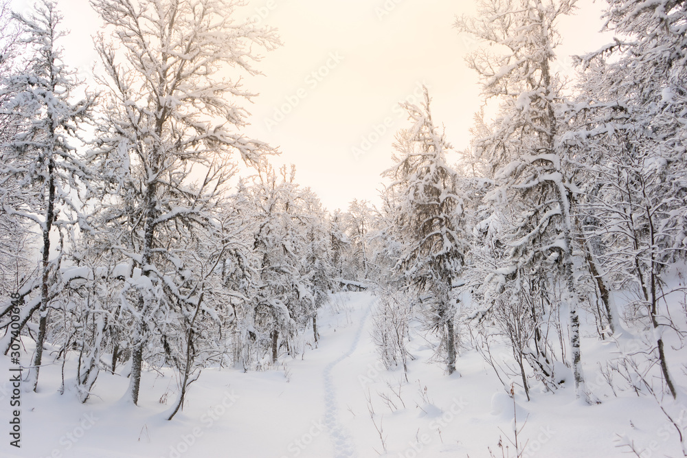 Pathway in winter landscape between snow covered birch trees in Norwegian Lapland. Foot prints in fresh snow. Crooked branches with snow on. Pale winter sun light, bright white colors. Tromso, Norway. Pathway in winter landscape between snow covered birch trees in Norwegian Lapland. Foot prints in fresh snow. Crooked branches with snow on. Pale winter sun light, bright white colors. Tromso, Norway.