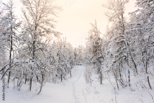 Pathway in winter landscape between snow covered birch trees in Norwegian Lapland. Foot prints in fresh snow. Crooked branches with snow on. Pale winter sun light, bright white colors. Tromso, Norway. © Ida Haugaard Olsen