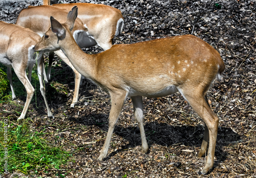 Eld`s deer female also known as the thamin or brow-antlered deer. Latin name - Panolia eldii Eld`s deer female also known as the thamin or brow-antlered deer. Latin name - Panolia eldii