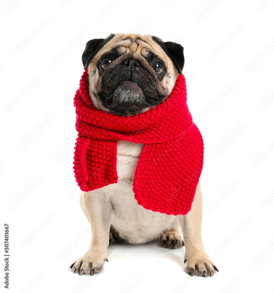 Cute pug dog in warm scarf on white background