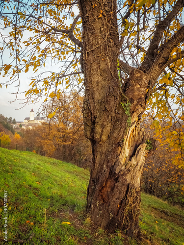 Tree in autumn with castle of forchtenstein in the background