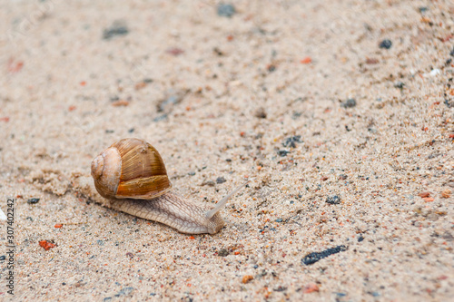 Closeup of a snail on the ground