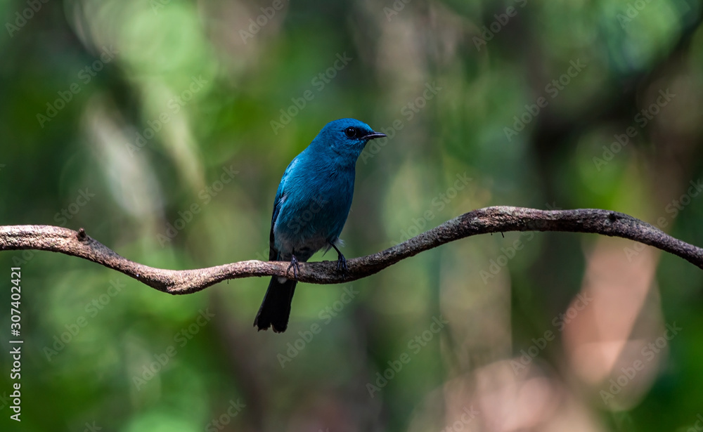 Obraz premium Verditer Flycatcher bird female in Thailand on rock