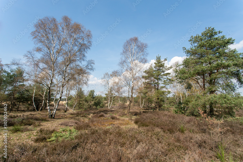 View over Nationaal Park Veluwe Zoom near Rozendaal in The Netherlands, a national park. View over Nationaal Park Veluwe Zoom near Rozendaal in The Netherlands, a national park.