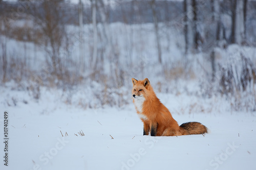 Red fox in the snow background