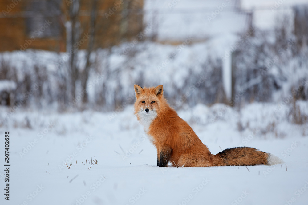 Red fox in the snow background Red fox in the snow background