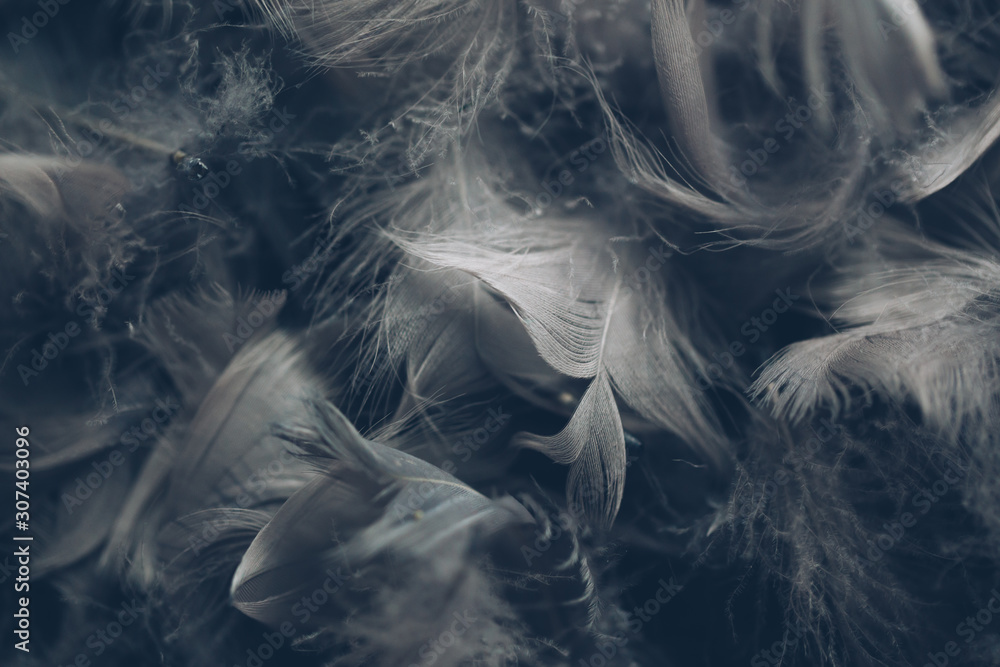 Fototapeta premium Soft background with grey feathers.