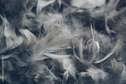Soft background with grey feathers.
