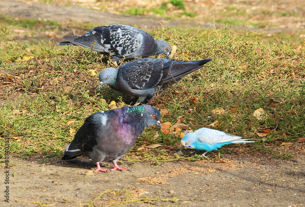 Fototapeta premium Parrot in a circle of wild pigeons on the grass pecking grain
