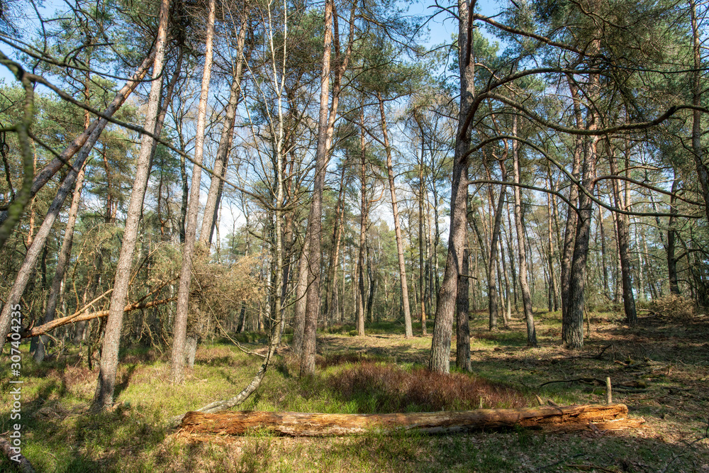 Obraz premium View over Nationaal Park Veluwe Zoom near Rozendaal in The Netherlands, a national park.