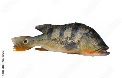 Big green peacock bass fish isolated on white background 