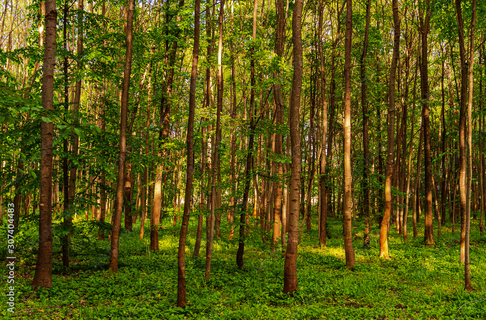 Trees Trees