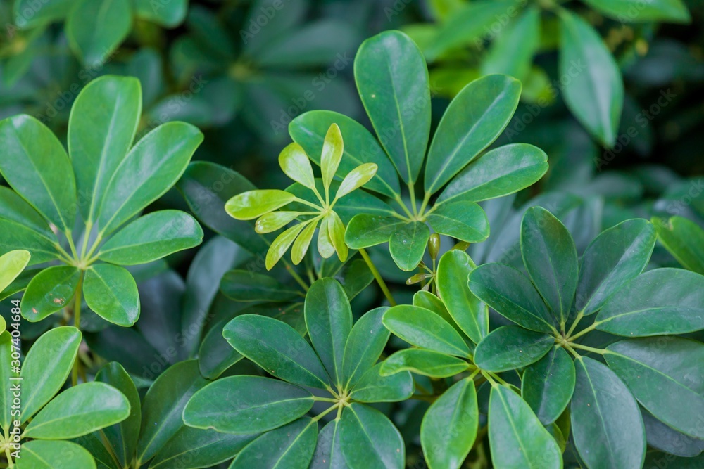 Leaves in the forest, green leaves Leaves in the forest, green leaves