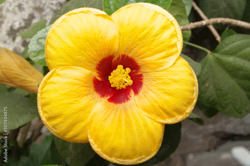 Close up of blooming of yellow hibiscus flower Close up of blooming of yellow hibiscus flower
