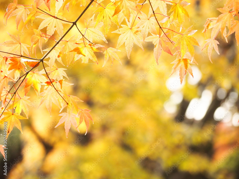 autumn autumn
