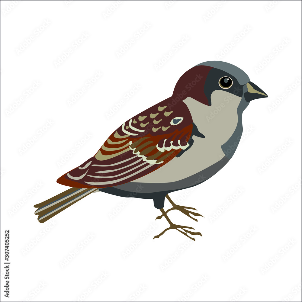 Fototapeta premium Illustration couleur d’un oiseau mâle : le moineau, que l’on trouve surtout dans les zones urbaines comme Paris en France.
