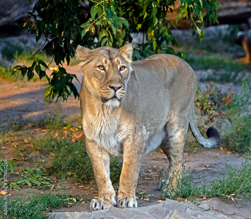 Fototapeta premium Asian lioness. Latin name - Panthera leo persica 