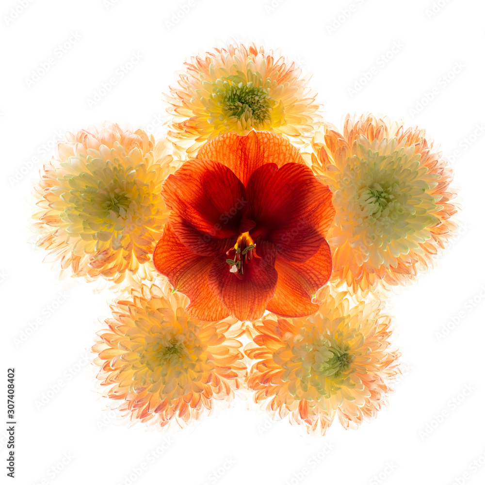 red flower isolated on white background red flower isolated on white background