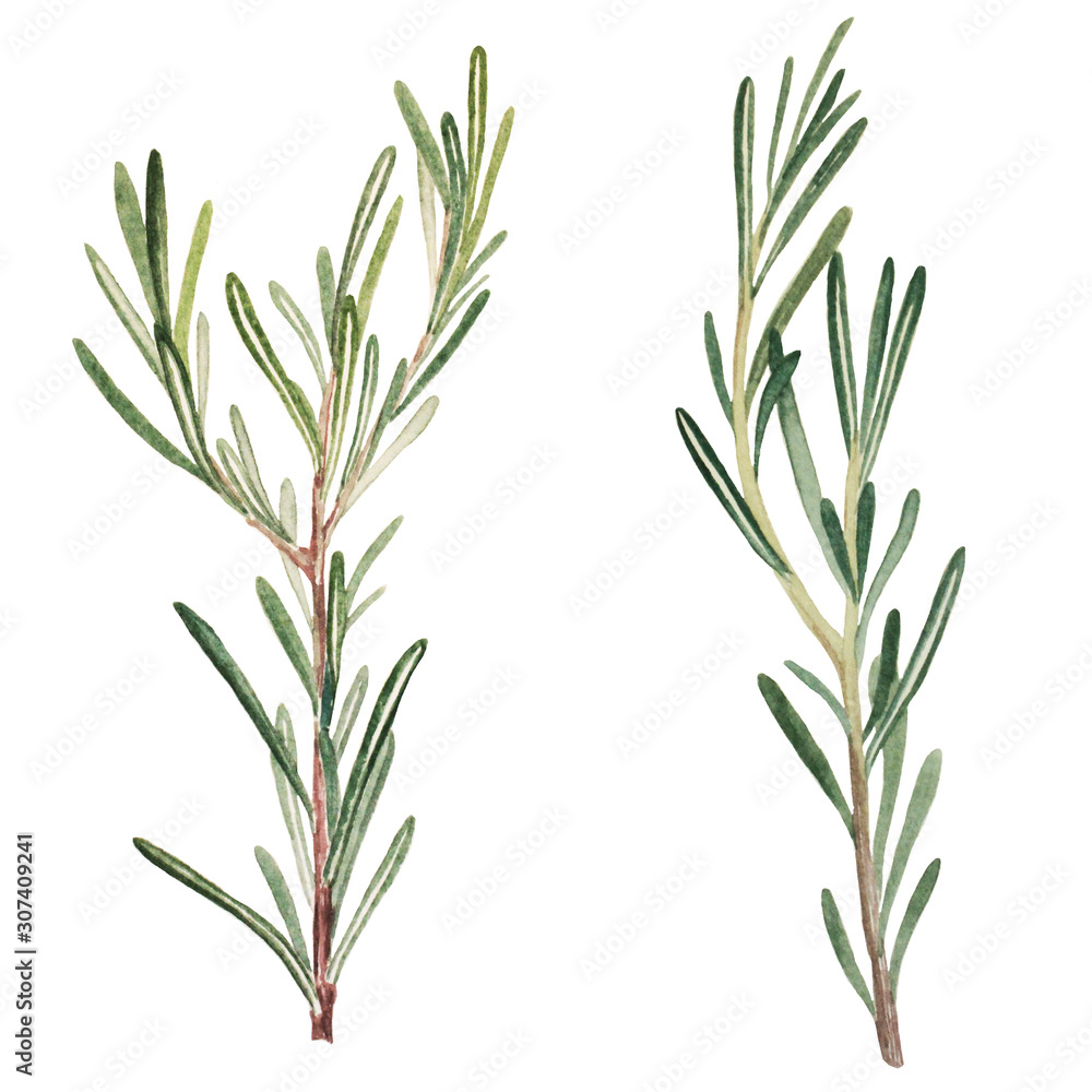 Fototapeta premium Rosemary botanical hand drawn illustration in watercolor
