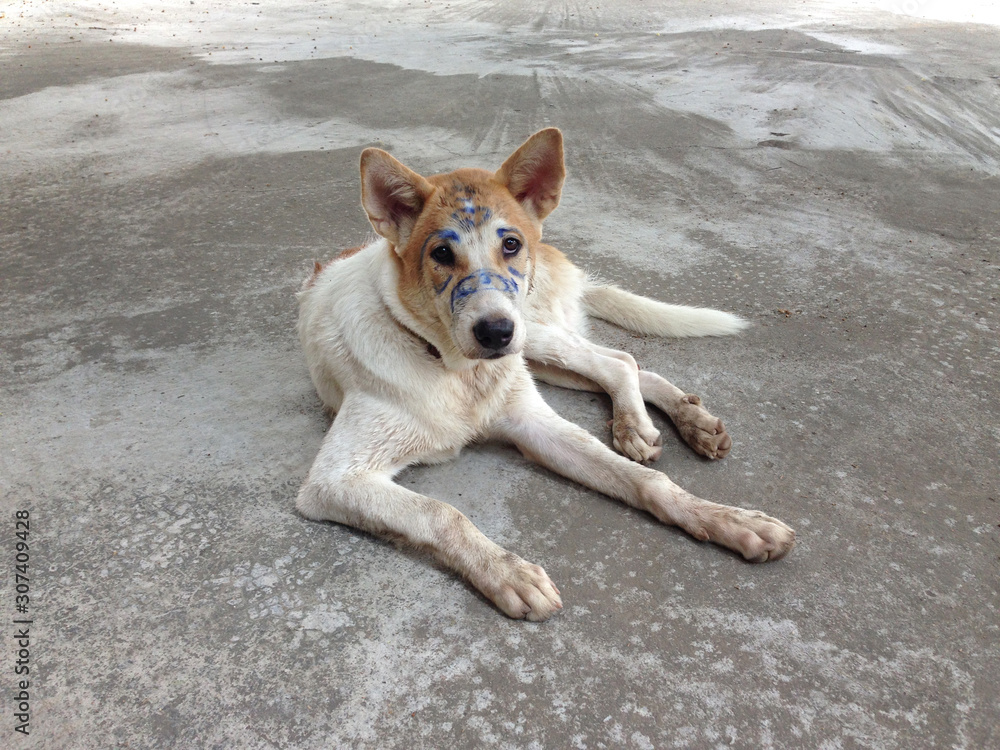 Thai dog with blue drawn eyebrows, write ink on face. Thai dog with blue drawn eyebrows, write ink on face.
