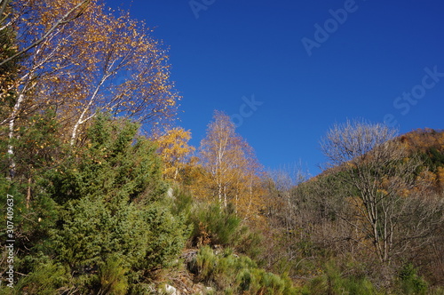 arbres de montagne en automne avec des feuilles oranges