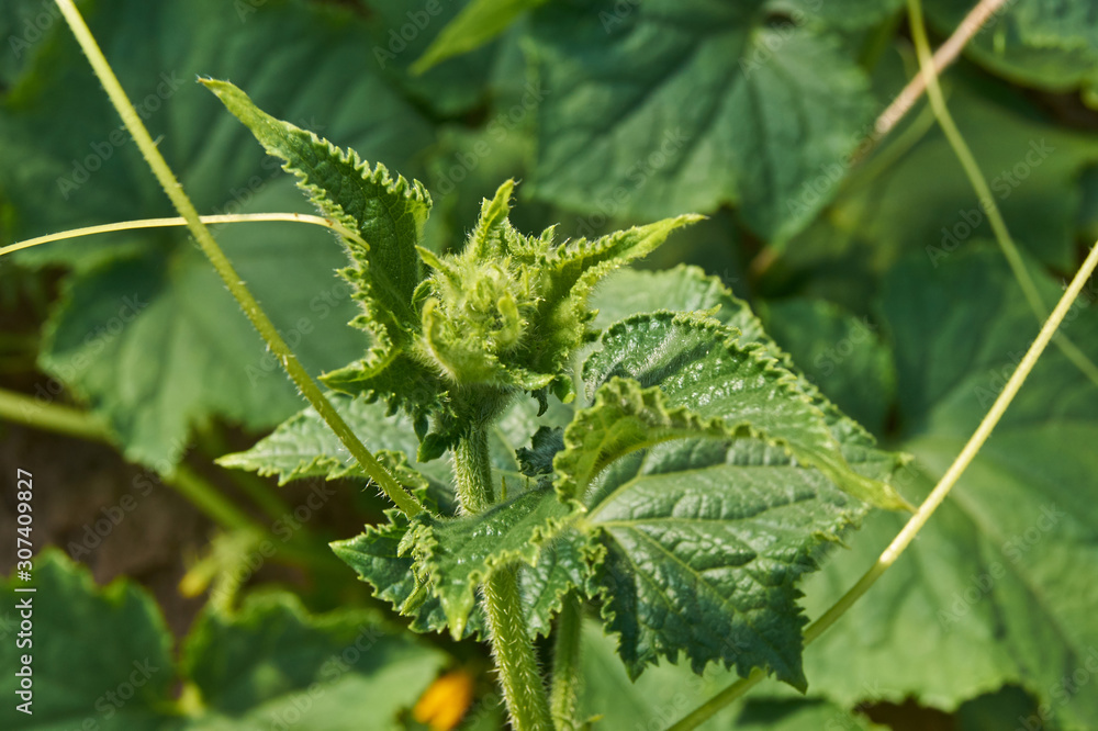 Growing cucumbers in green house. Vegetable garden. Natural farming and healthy eating consept Growing cucumbers in green house. Vegetable garden. Natural farming and healthy eating consept