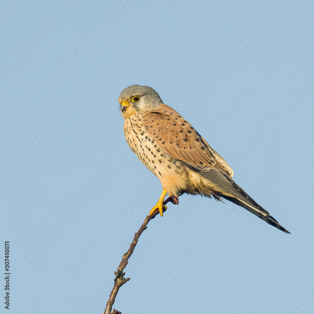 Bird of prey in wild nature Bird of prey in wild nature