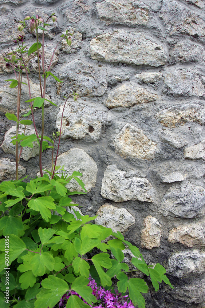 natural plant on stone wall background. place for inscription or advertisement natural plant on stone wall background. place for inscription or advertisement
